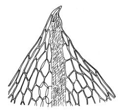 Bryum mucronatum, apex of comal leaf. Drawn from A.J. Fife 7402, CHR 406610.
 Image: R.C. Wagstaff © Landcare Research 2015 